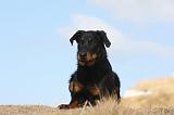 BEAUCERON - PUPPIES 221